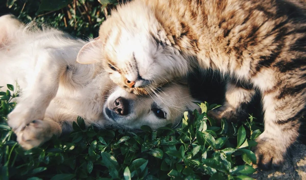 Case de Sucesso: Pet Shop Amigo - 180% Mais Agendamentos com Site Profissional